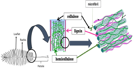 lignocellulose structure