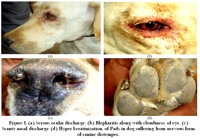 what are the signs of distemper in a dog