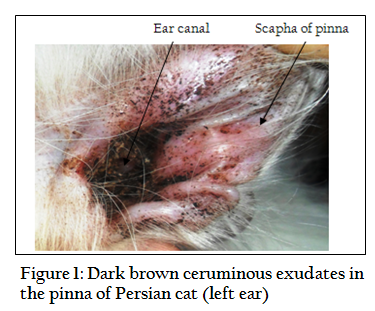 Ear mite shop infection in cats